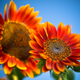 Image for article titled Complementary Colors 2